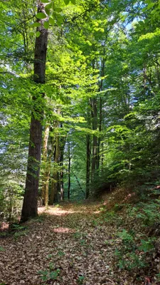 Grundstück kaufen in Deutschlandsberg – 12 343 m², € 4 – Bild 5 von 16