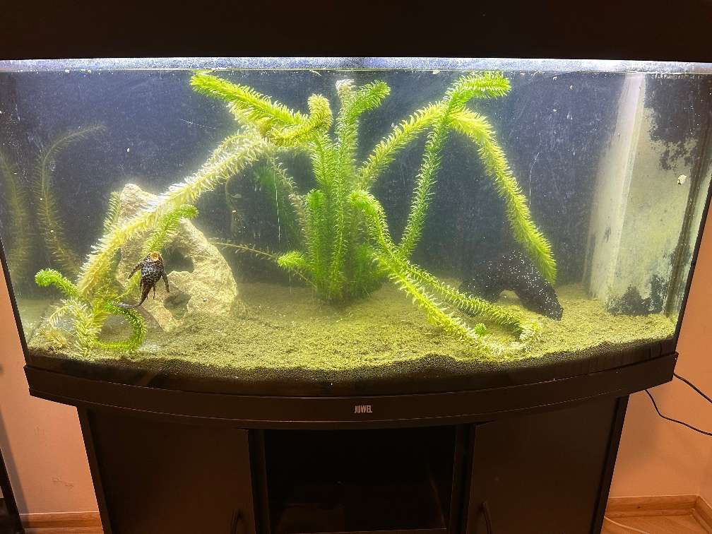 Verkaufe online mein Aquarium