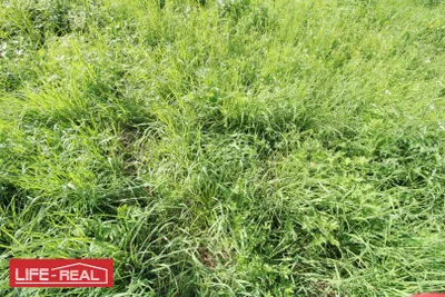 Grundstück kaufen in Freistadt – 3 689 m², € 210.000 – Bild 5 von 7