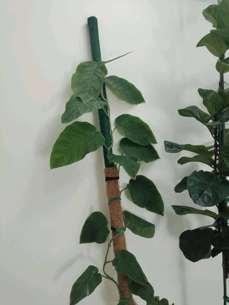 monstera doniczka Monstera deliciosa XXL | Order online main image 0