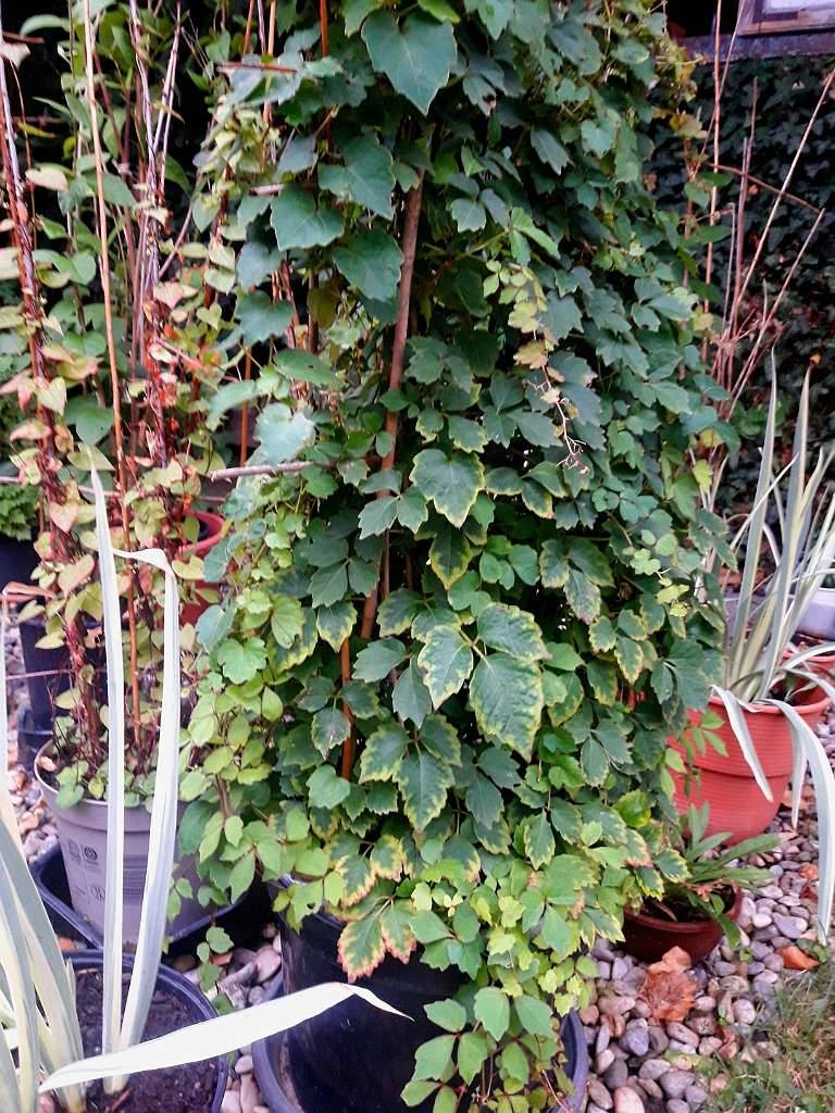 fertighecke thuja Thuja Smaragd kaufen