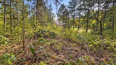Grundstück kaufen in Wiener Neustadt Land – 844 m², € 319.000 – Bild 4 von 9