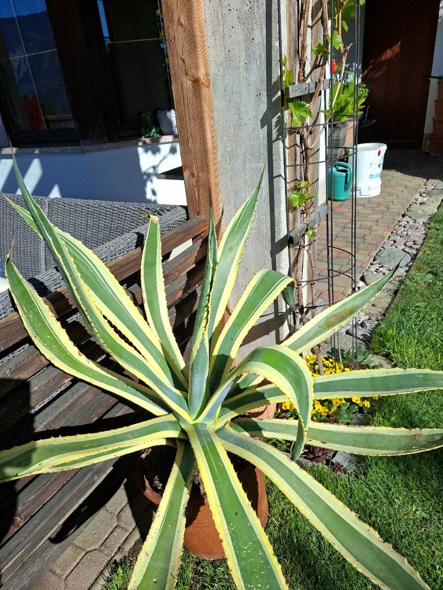 Agave Kakteen,  35,- (6136 Pill) - willhaben