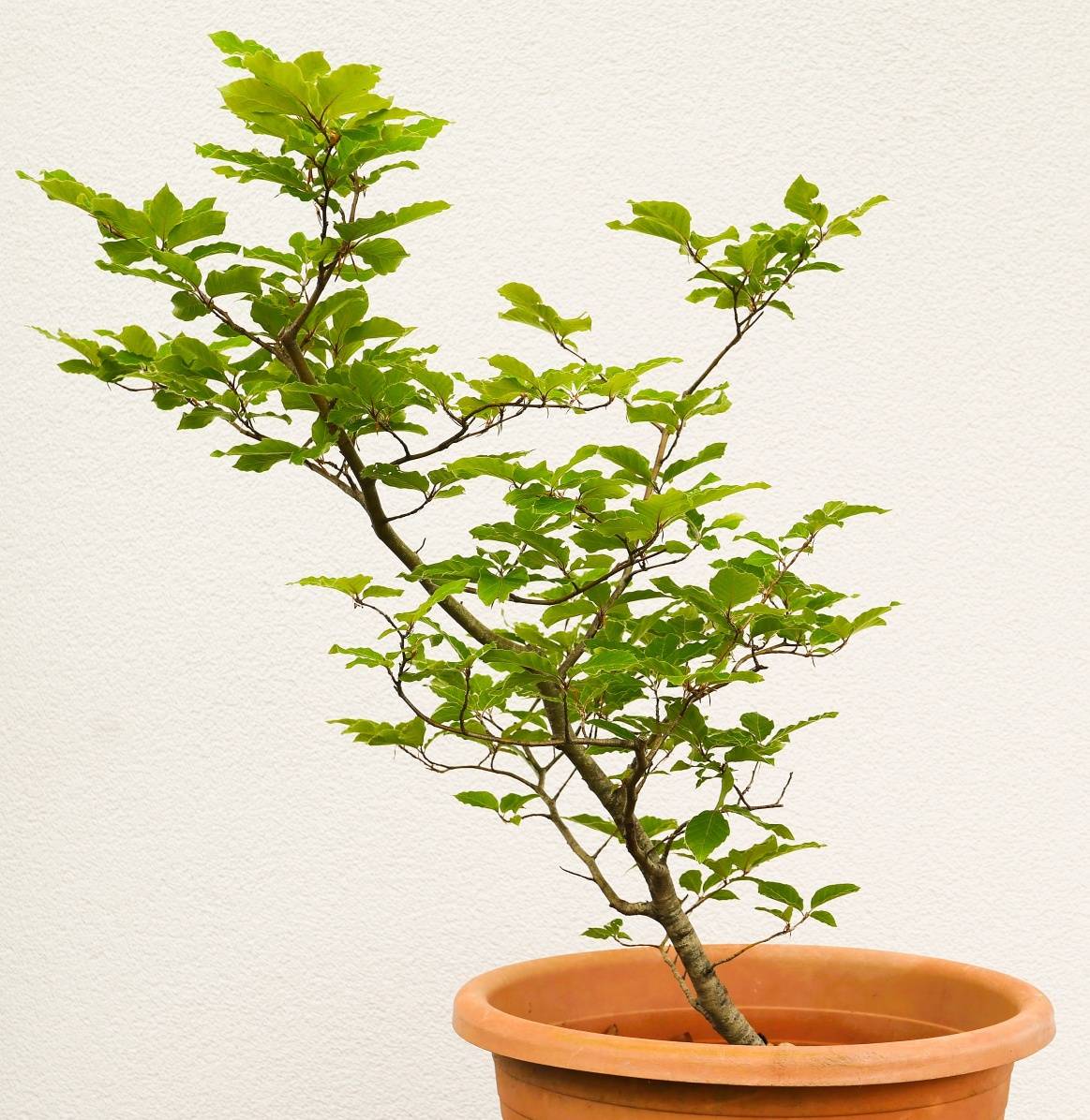 Hainbuche Weibuche Yamadori Pre-Bonsai,  35,- (8200 Gleisdorf) - willhaben