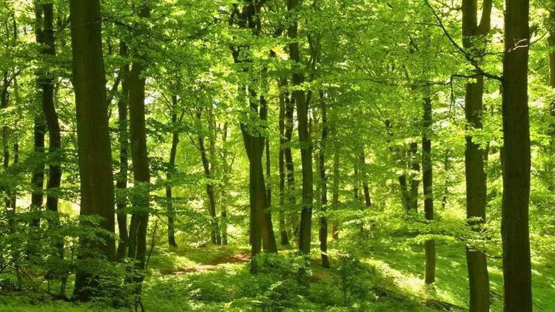 2,1 ha Wald und Wiesen zu verpachten Graz Mariagrün - Ansicht 3
