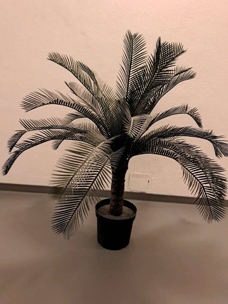 Palme aus Plastik von Ikea,  20,- (5652 Dienten am Hochknig) - willhaben
