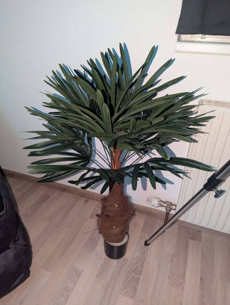 monstera nordfenster Monstera 'Variegata' (Raritt) kaufen
