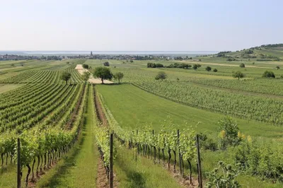 Grundstück kaufen in Neusiedl am See – 9 200 m², € 92.000 – Bild 4 von 4
