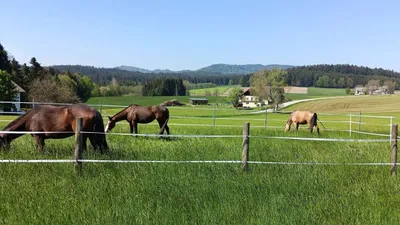 Grundstück kaufen in Vöcklabruck – 3 403 m² – Bild 9 von 9