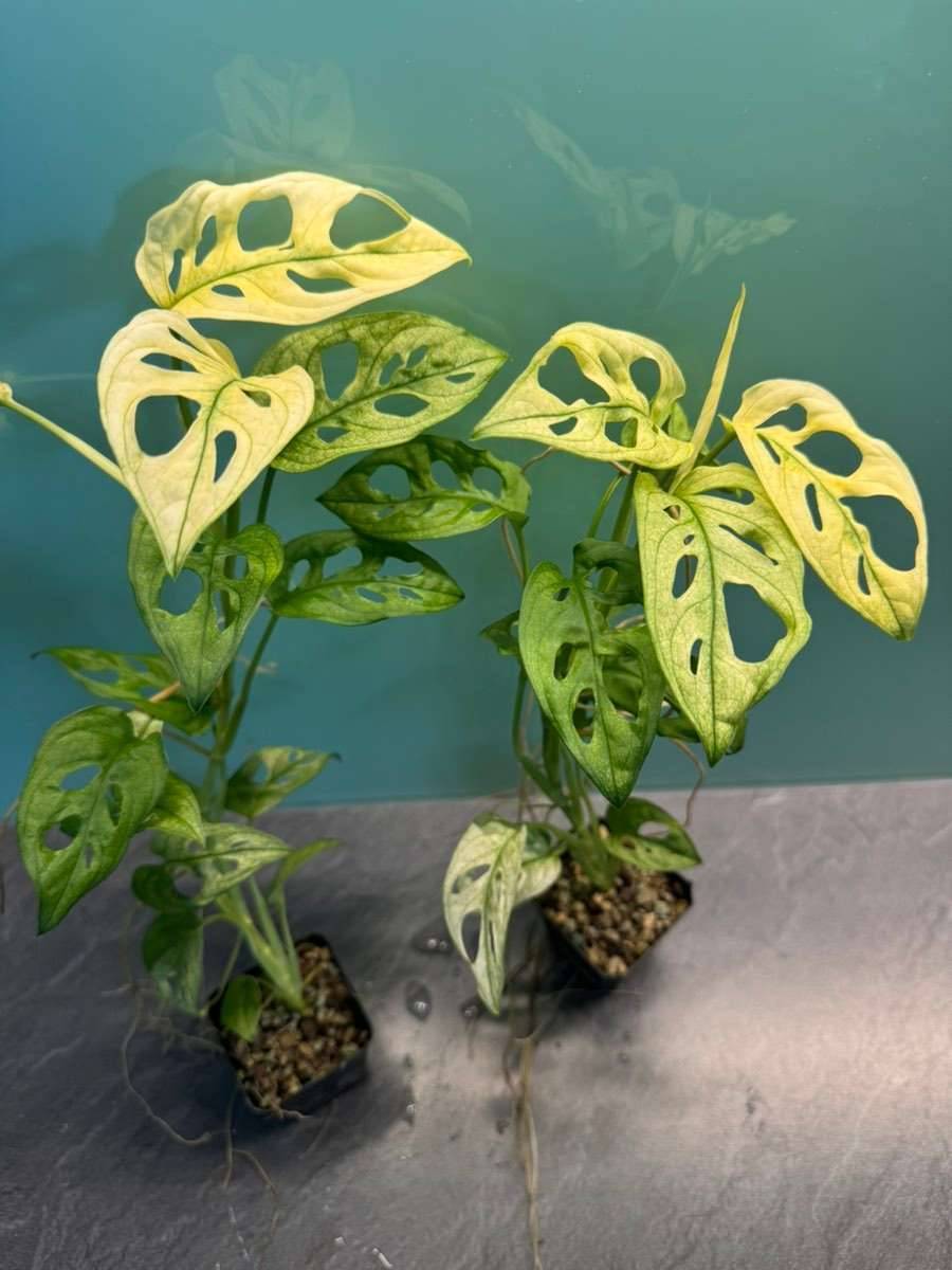 Monstera Adansonii Variegata [Raritt],  15,- (2231 Strasshof an der  Nordbahn) - willhaben