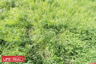Immobilie kaufen in Freistadt – 10 493 m², € 599.000