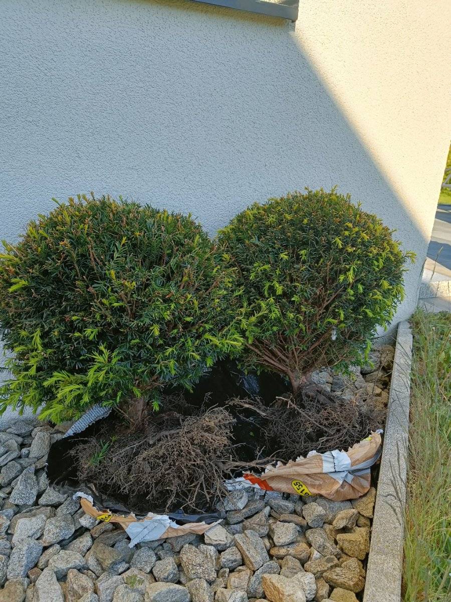 Eibe "Kugel",  10,- (4522 Sierning) - willhaben