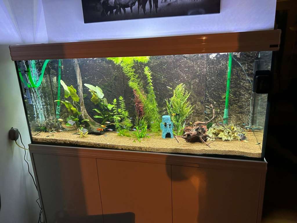 Großes Aquarium store zu verkaufen