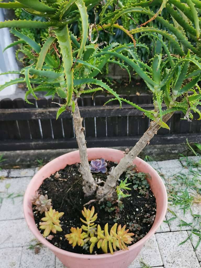 Aloe Arborescens - Baumaloe - Medizinische Aloe,  35,- (8082 Zerlach) -  willhaben
