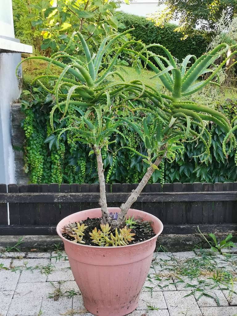 Aloe Arborescens - Baumaloe - Medizinische Aloe,  35,- (8082 Zerlach) -  willhaben