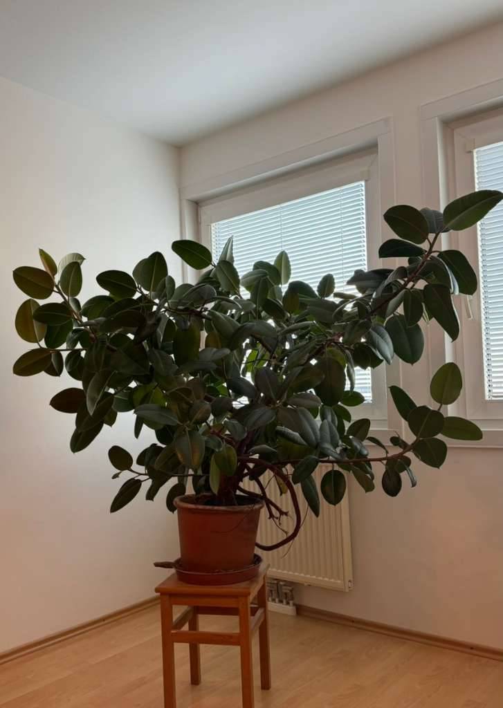 Gummibaum Ficus Elastica,  50,- (1160 Wien) - willhaben