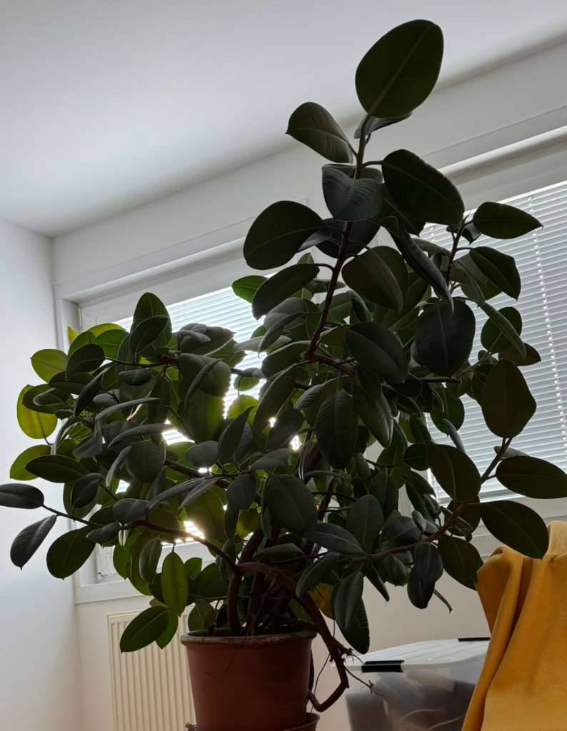 Gummibaum Ficus Elastica,  50,- (1160 Wien) - willhaben