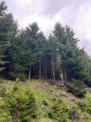 Immobilie kaufen in Murau – 199 955 m², € 299.000 – Bild 2 von 7