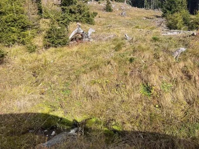 Immobilie kaufen in Murau – 199 955 m², € 299.000 – Bild 6 von 7