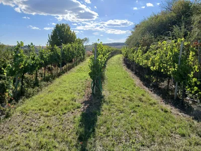 Grundstück mieten in Hollabrunn – 872 m², € 100