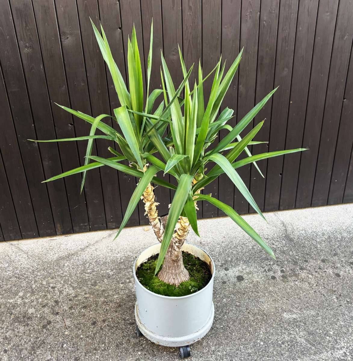 Palme 1,3 m hoch inkl. Topf / Palme / Pflanze / Baum / Topfpflanze,  59,-  (4840 Vcklabruck) - willhaben