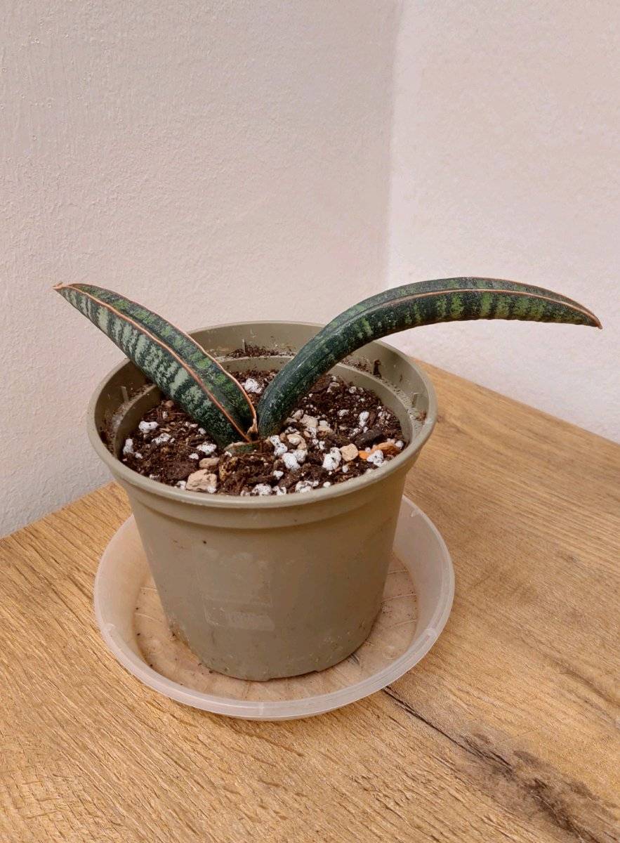 Sansevieria fischeri,  25,- (1150 Wien) - willhaben