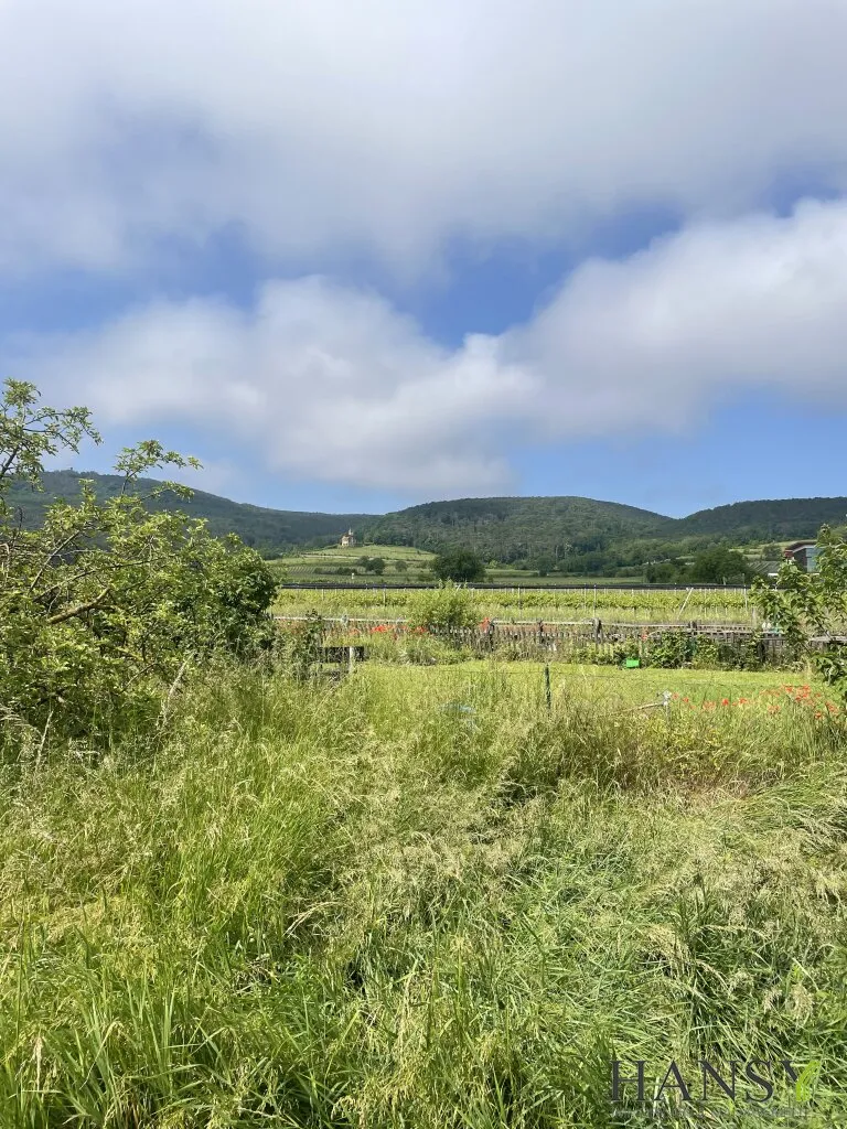 Baugrundstück (2.059 m²) in 2504 Sooß - Traumlage für Ihr Eigenheim! - Ansicht 2