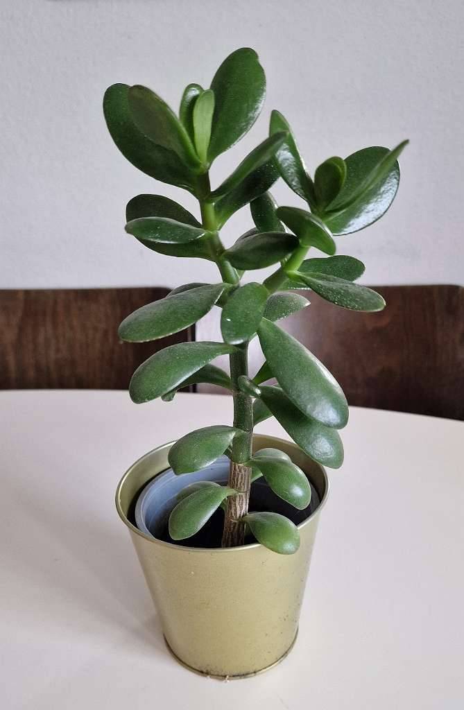 Glcksbaum / Geldbaum ca 32cm inkl. goldenem Blumentopf,  15,- (1100 Wien)  - willhaben
