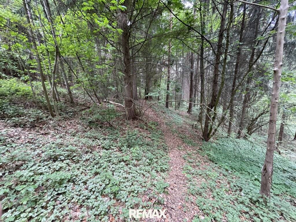 Waldgrundstück mit Altbestand in Amras - Ansicht 2