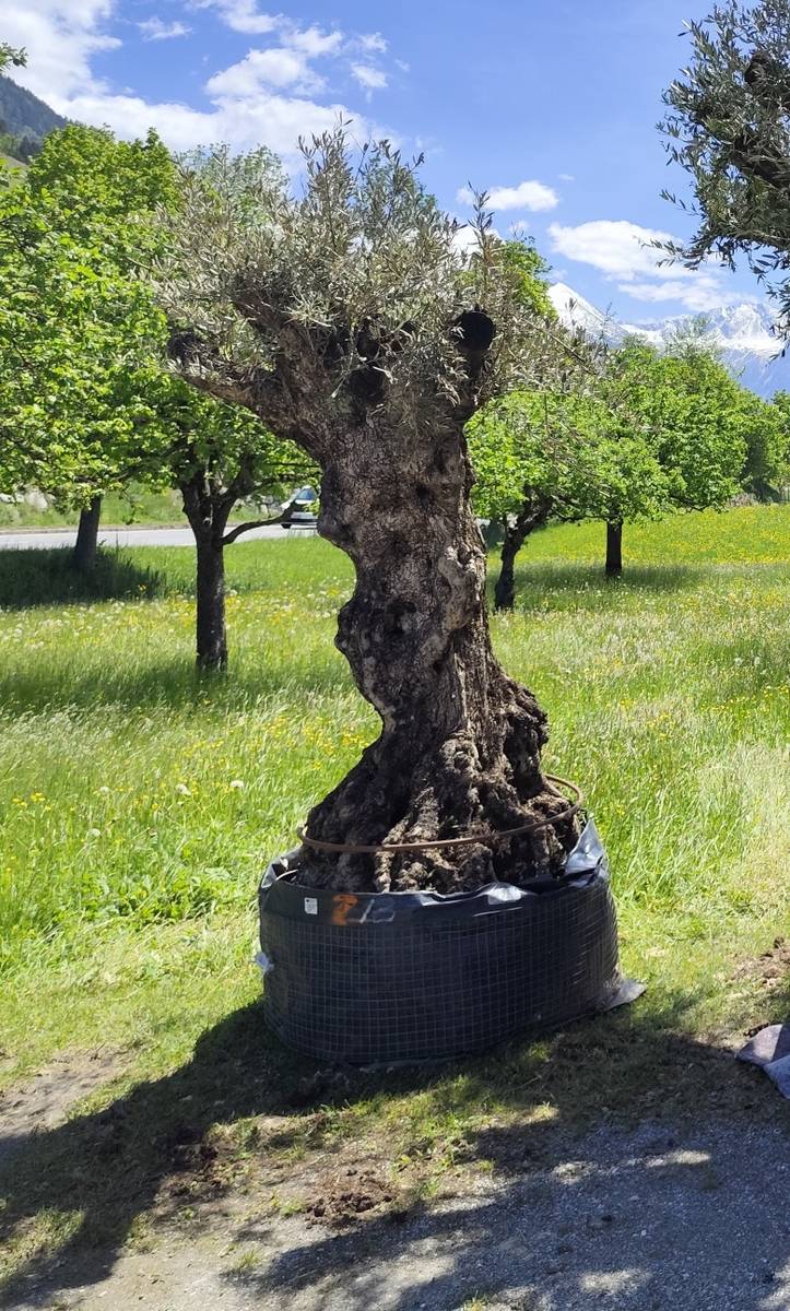 OLIVENBAUM ca. 800-1000 Kg. (Alt) H 270cm x B 140cm,  950,- (6334  Schwoich) - willhaben