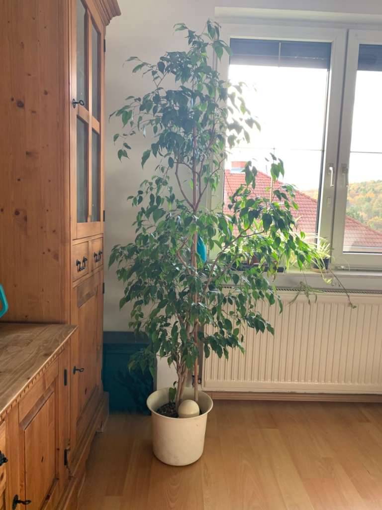Birkenfeige (Ficus benjamini),  120,- (7323 Ritzing) - willhaben