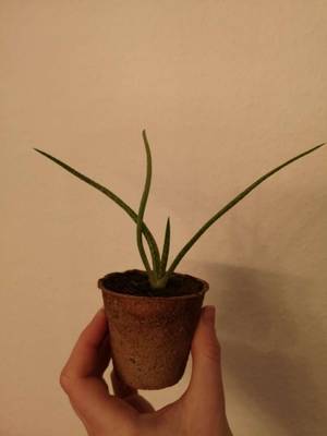 Aloe Vera Ableger kaufen - willhaben