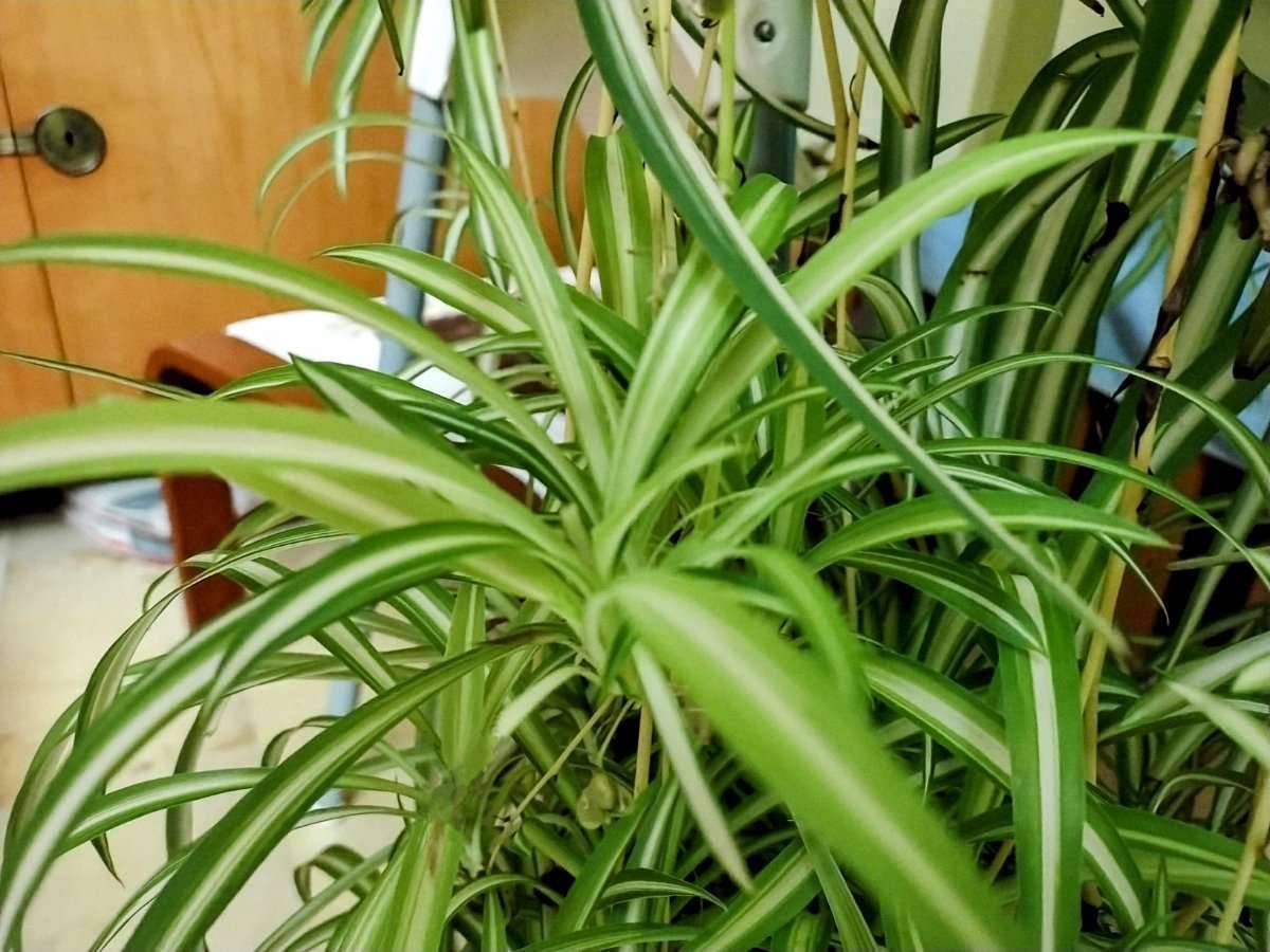 monstera minima hängend oder kletternd Rhaphidophora tetrasperma – Mini-Monstera, rankend main image 1