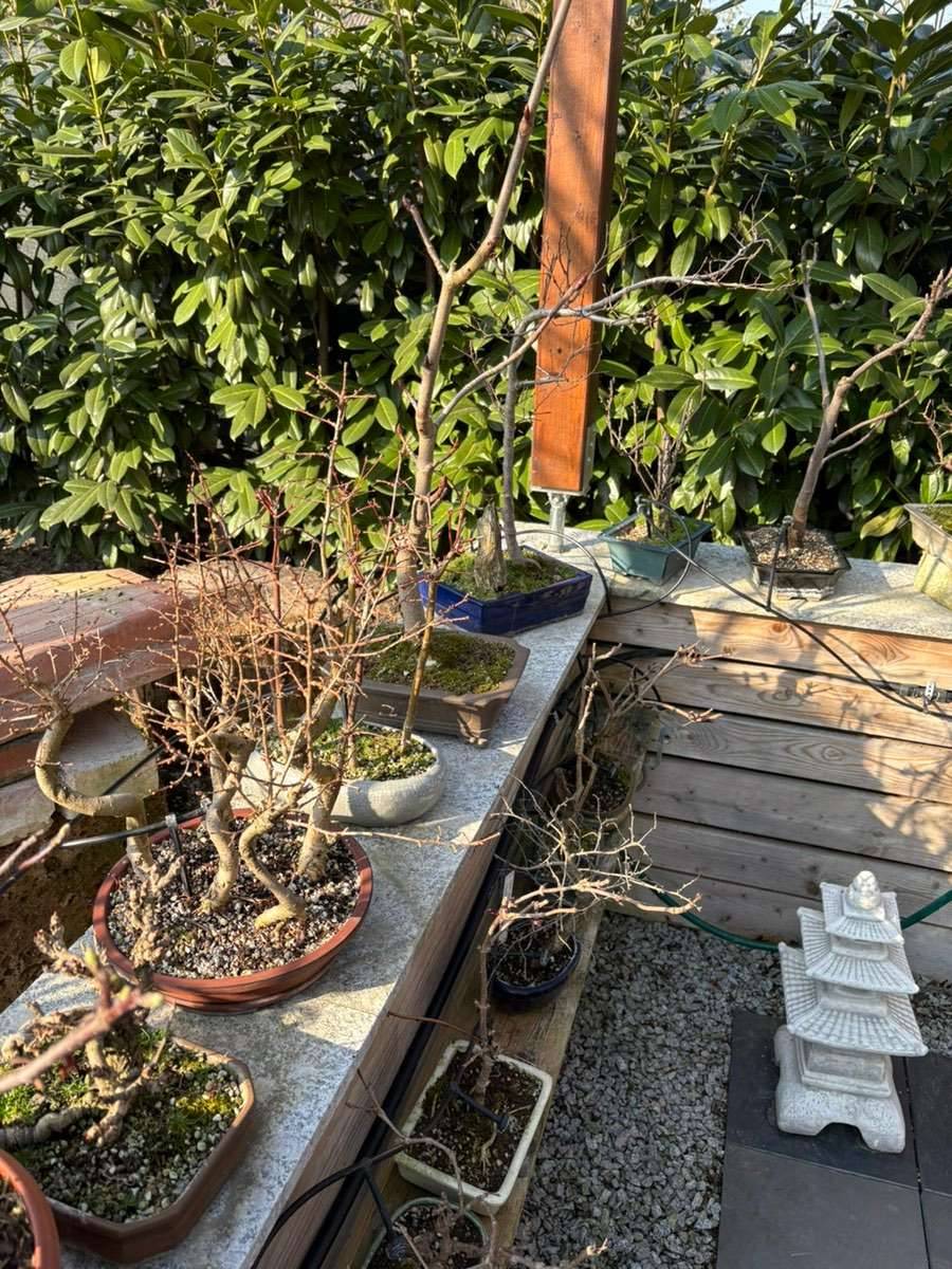 Aesculus hippocastanum Bonsai,  120,- (2292 Engelhartstetten) - willhaben