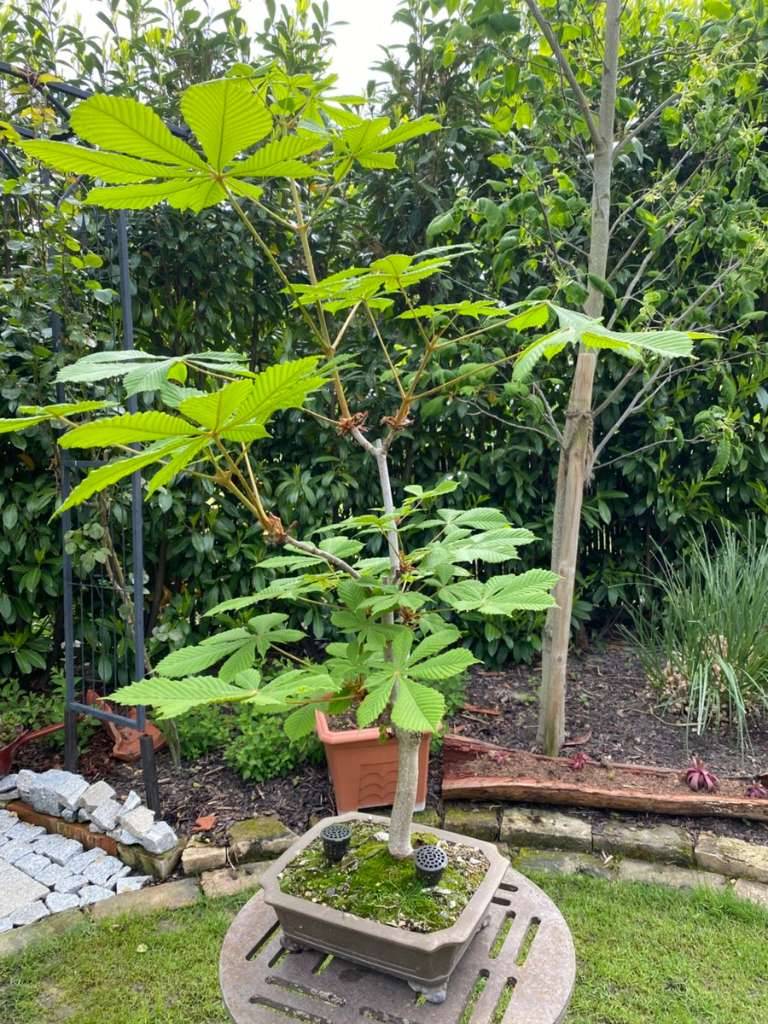 korean hornbeam bonsai Korean Hornbeam main image 0