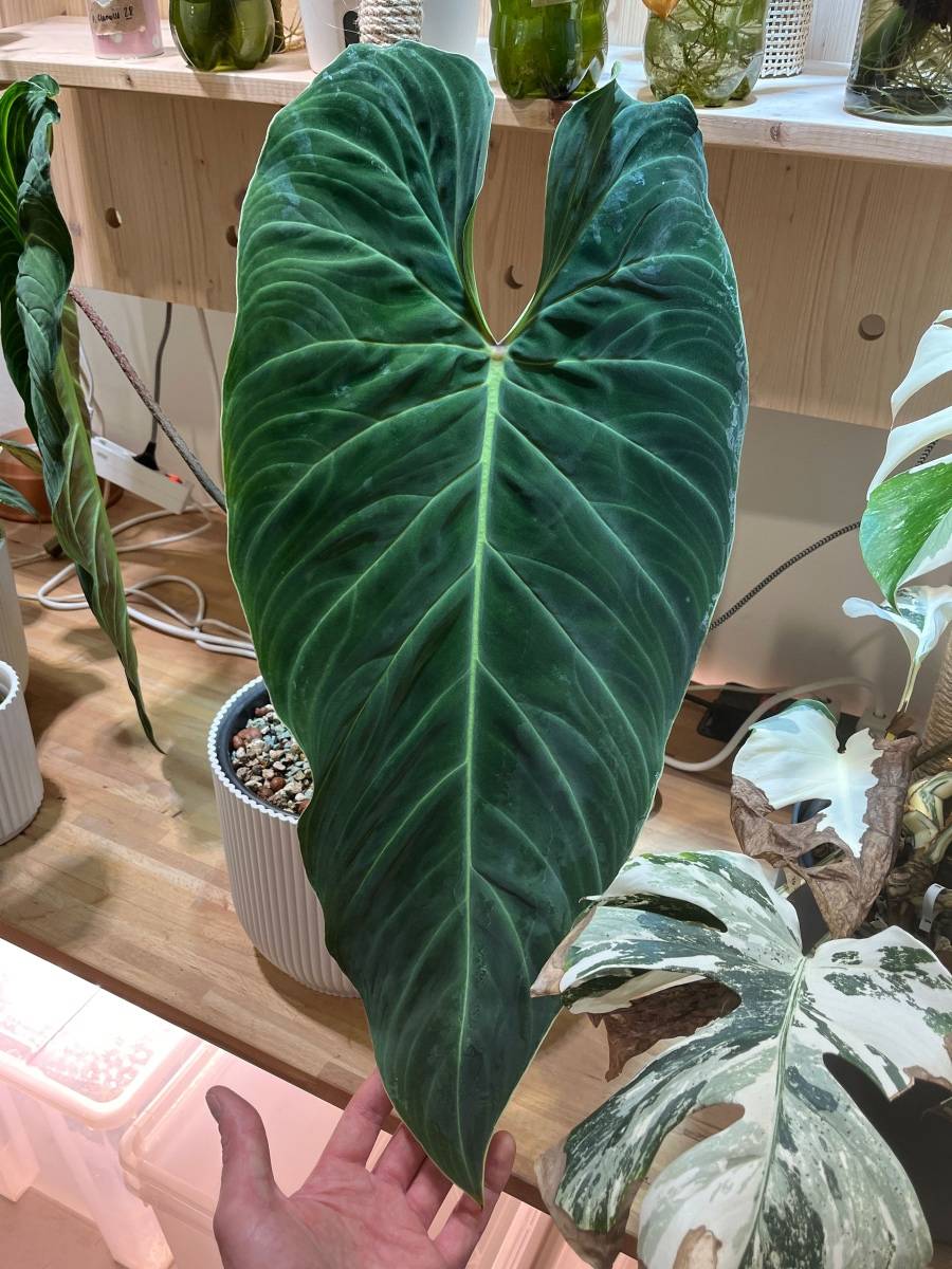 XXL Philodendron Splendid,  200,- (1070 Wien) - willhaben