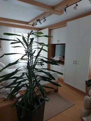 3-Zimmer-Wohnung mieten in Gänserndorf – 80 m², € 700 – Bild 7 von 17