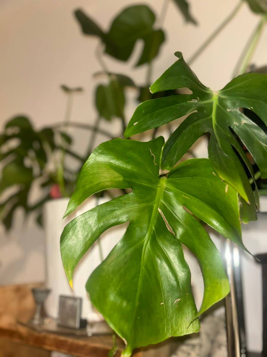 Monstera Deliciosa,  35,- (6020 Innsbruck) - willhaben