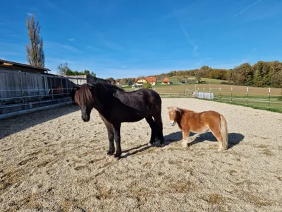 Grundstück kaufen in Güssing – 6 096 m², € 395.000 – Bild 10 von 14