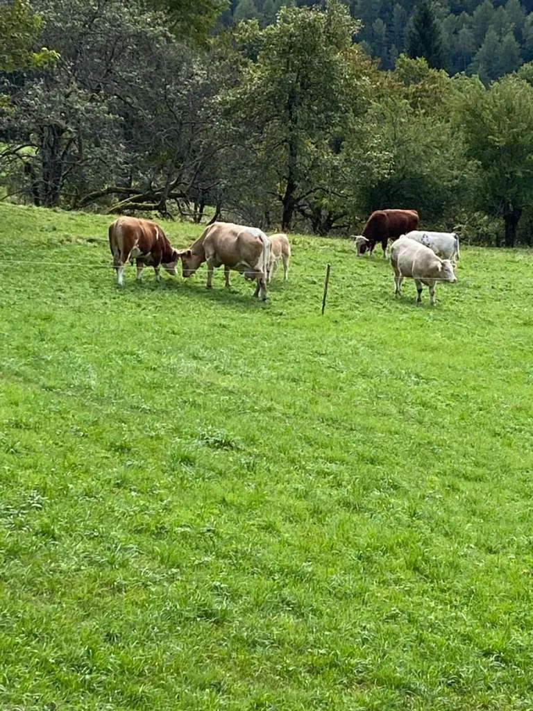 Kleine Landwirtschaft 35 Autominuten von Graz Richtung Deutschlandsberg, Leibnitz. Geeignet für Fischteich, Tierhaltung, Pferde, Kühe, usw. Obstwirtschaft, Eigenquelle, Naturschutzgebiet, Ganztagssonne, nahezu Alleinlage, Aussteiger, Eigenversorger, - Ansicht 3