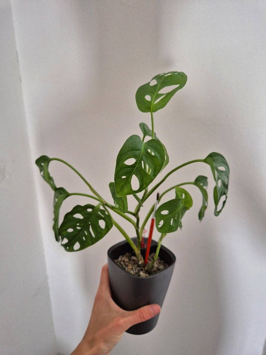 monstera adansonii mit Lechuza Topf und Pon,  10,- (3133 Wagram ob der  Traisen) - willhaben
