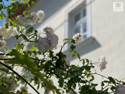 1-Zimmer-Wohnung kaufen in Wien – 34,77 m², € 220.000 – Bild 31 von 45