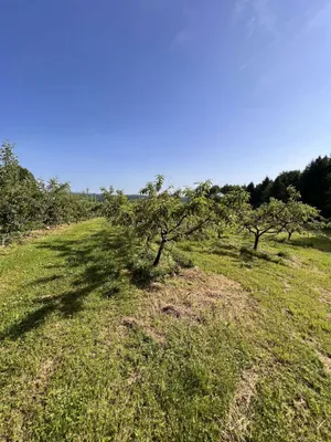 Immobilie kaufen in Hartberg-Fürstenfeld – 12 892 m², € 85.000 – Bild 11 von 15
