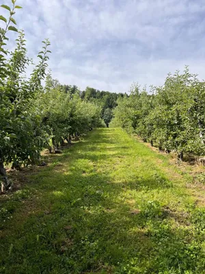 Immobilie kaufen in Hartberg-Fürstenfeld – 12 892 m², € 85.000 – Bild 7 von 15