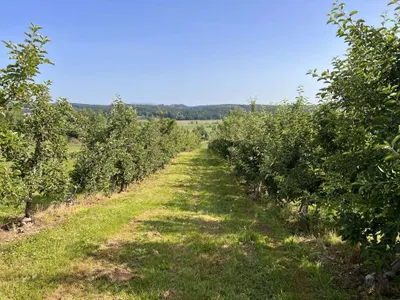 Immobilie kaufen in Hartberg-Fürstenfeld – 12 892 m², € 85.000 – Bild 10 von 15