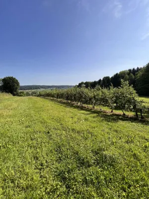 Immobilie kaufen in Hartberg-Fürstenfeld – 12 892 m², € 85.000 – Bild 9 von 15