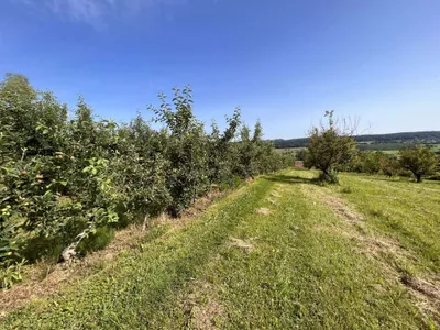 Immobilie kaufen in Hartberg-Fürstenfeld – 12 892 m², € 85.000 – Bild 12 von 15