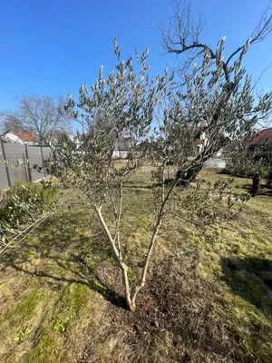 Immobilie mieten in Eisenstadt - Umgebung – 813 m², € 299 – Bild 9 von 12