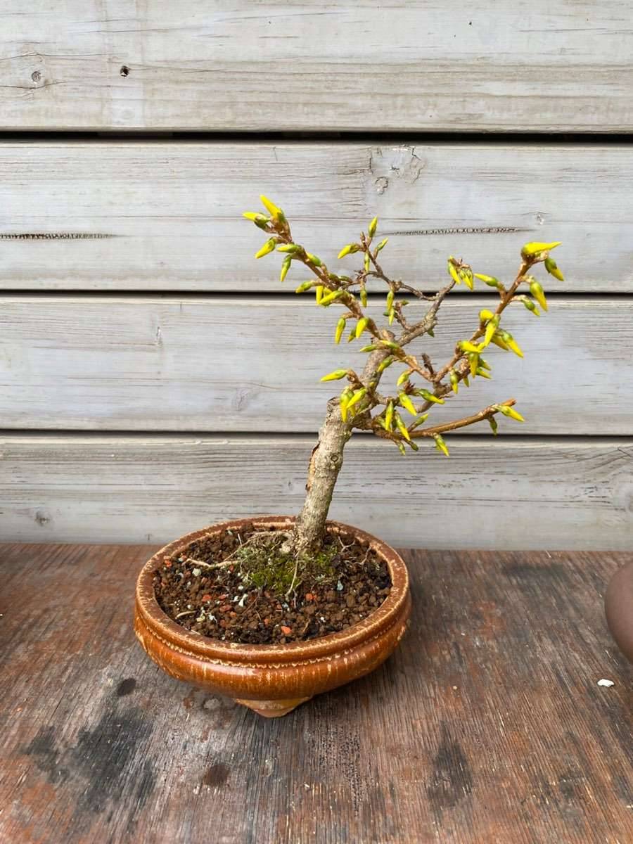 Forsythie, Bonsai,  65,- (8073 Graz) - willhaben