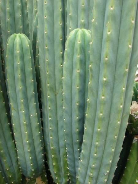 Zeit fr Aussaat: 20 Samen San Pedro Kaktus (Echinopsis pachanoi),  3,-  (1140 Wien) - willhaben